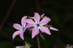 Downy phlox